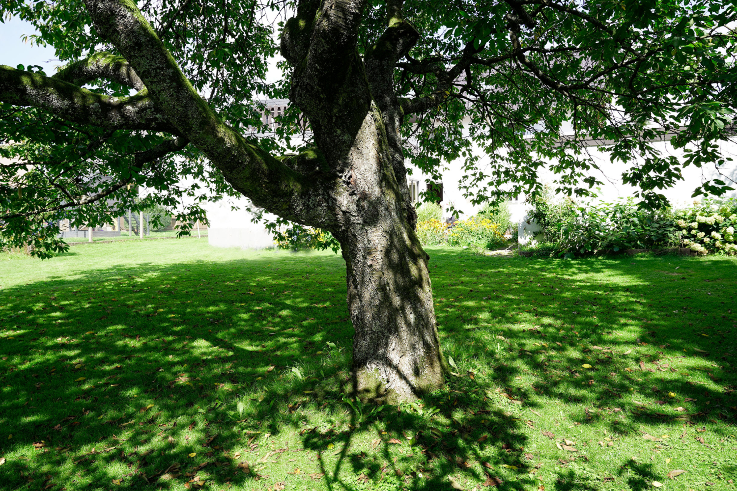 Starker Baum im Sonnenschein Hausarztpraxis Laila Sider-Mladenov, Langenhahn, Westerwald Starker Baum im Sonnenschein Hausarztpraxis Laila Sider-Mladenov, Langenhahn, Westerwald